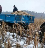 Прокуратура: Граждане на принудительную работу не жалуются - оснований для проверки не имеется