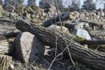 "Cleaning" at old Jewish cemetery