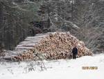 Грамадскасць змагаецца за слонімскі лес